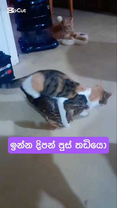 ඉන්න දිපන් පුස් තඩියො