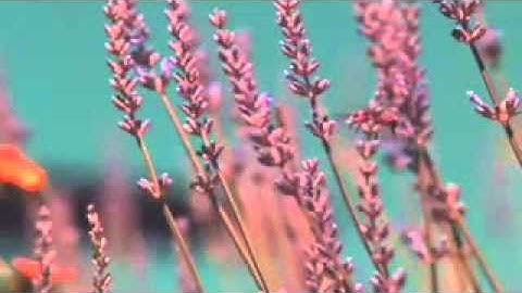 تلاوة تقشعر منها الجلود