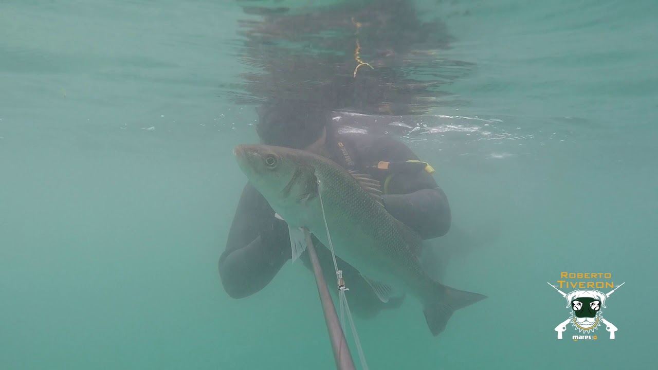 SPEARFISHING WITH PNEUMATIC MINISTEN MARES IN ACTION BY ROBERTO TIVERON 