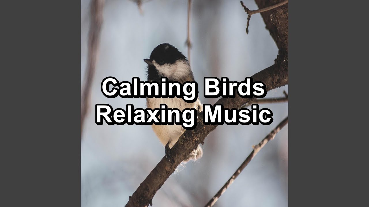 Relaxing Bird Sounds Stress Relief To Loop for 10 Hours - YouTube