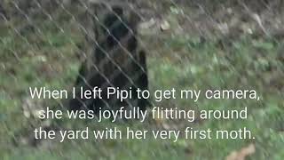 Adventures of Pipi the Deaf Puppy: Pipis First Moth