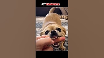 Other Dogs Middle Finger Reaction Vs Chihuahua Reaction #trollface