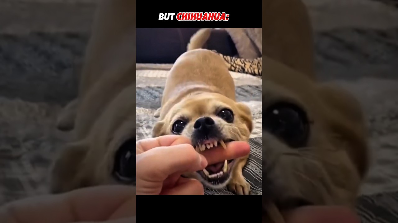 Other Dogs Middle Finger Reaction Vs Chihuahua Reaction #trollface