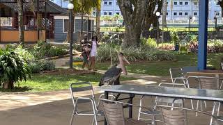 A marabou stork next to lake Victoria in Entebbe, Uganda 3.2022