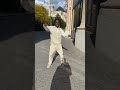 Afro Danse 2024 ЁЯШЬ Paris ЁЯЗиЁЯЗо Sk Dixneuf ЁЯФе Afrojiz ЁЯЗ ЁЯЗ SkxxxЁЯШй Afro Danse 2024 ЁЯШЬ Paris ЁЯЗиЁЯЗо Sk Dixneuf ЁЯФе Afrojiz ЁЯЗ ЁЯЗ SkxxxЁЯШй