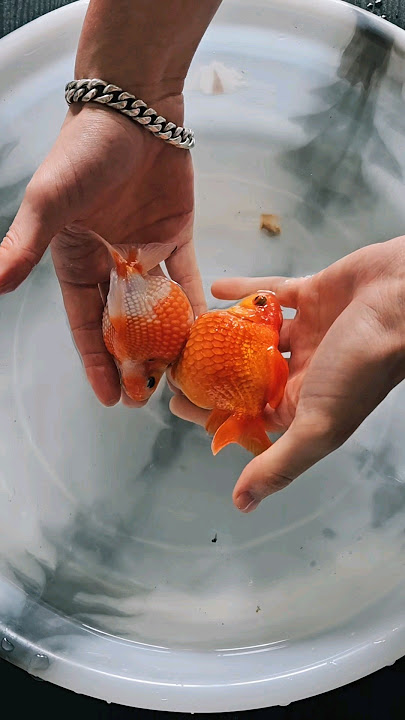 Ping Pong Babies!🧡✨️ #fancygoldfish #pearlscale #pearlscalegoldfish #goldfish #aquarium #fishlove