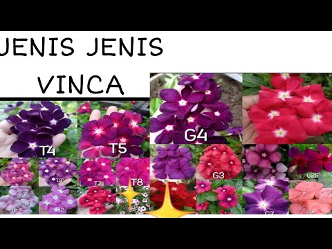 Featured image of post Jenis Bunga Vinca Import Tanaman bergenre bunga ini memiliki nama ilmiah vinca difformis yang dapat hidup dan tumbuh baik di alam tropis indonesia serta mampu