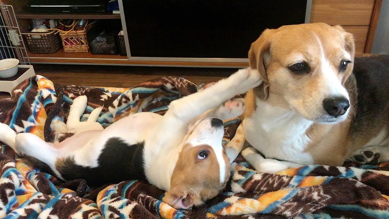 【捉え方次第】先住犬にマッサージする子犬【ビーグル多頭飼い】Beagle Puppy YouTube