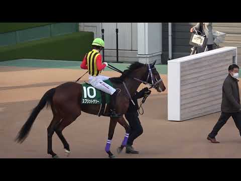 2022 第38回 フェアリーステークス GⅢ 本馬場入場 現地映像 ライラック