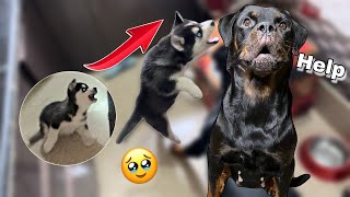 Sultan Attack on Roxy 😨🚨 | dog can talk 284 | cheeni ke puppy | Rottweiler Husky | Review Reloaded