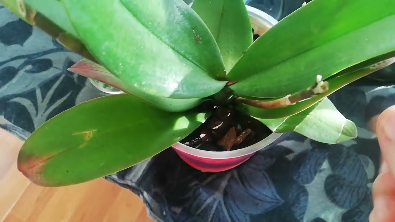 🌺🌱 Orkide Bakımında Yapılan 5 Büyük Hata! 🌱 🌺✨💵💸💰