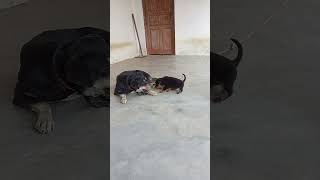 Cute Rottweiler Puppy and Labrador mix🥰🥰🥰🥰