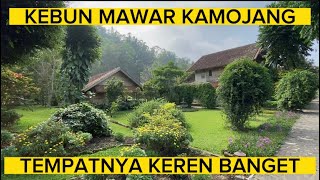 KEBUN MAWAR KAMOJANG TEMPATNYA KEREN BANGET