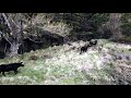 Tauros release la maleza  natural grazing in albarracn mountains spain  april 2021