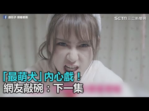 「最萌犬」內心戲！汪星人視角超中肯　網友敲碗：下一集｜三立新聞網SETN.com