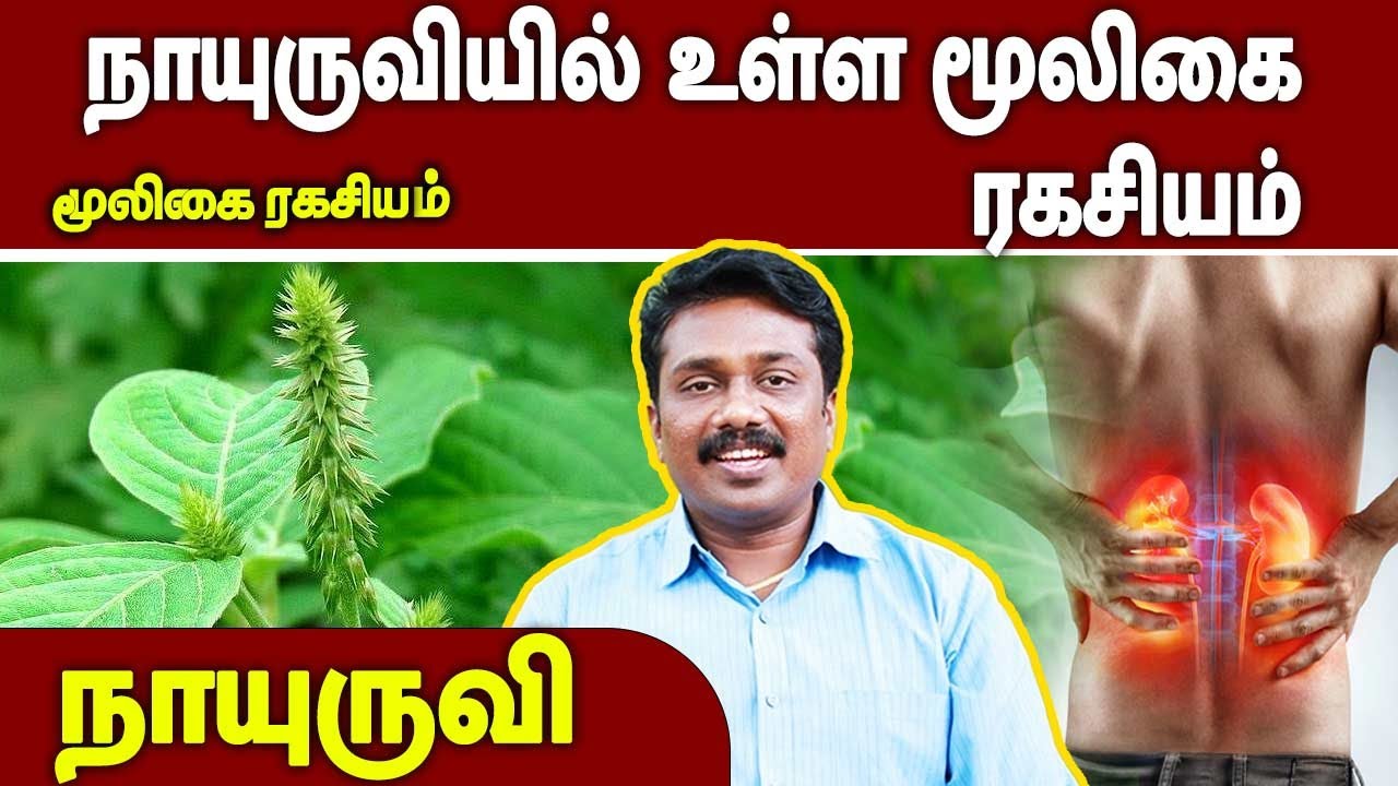 நாயுருவியில் உள்ள மூலிகை ரகசியம் | நாயுருவி | Mooligai Ragasiyam | 