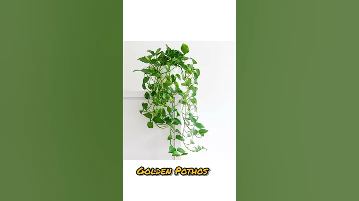 Indoor Plants | Top 10 Best Indoor Plants - Air Purifying Plants #houseplants #airpurifier #shorts