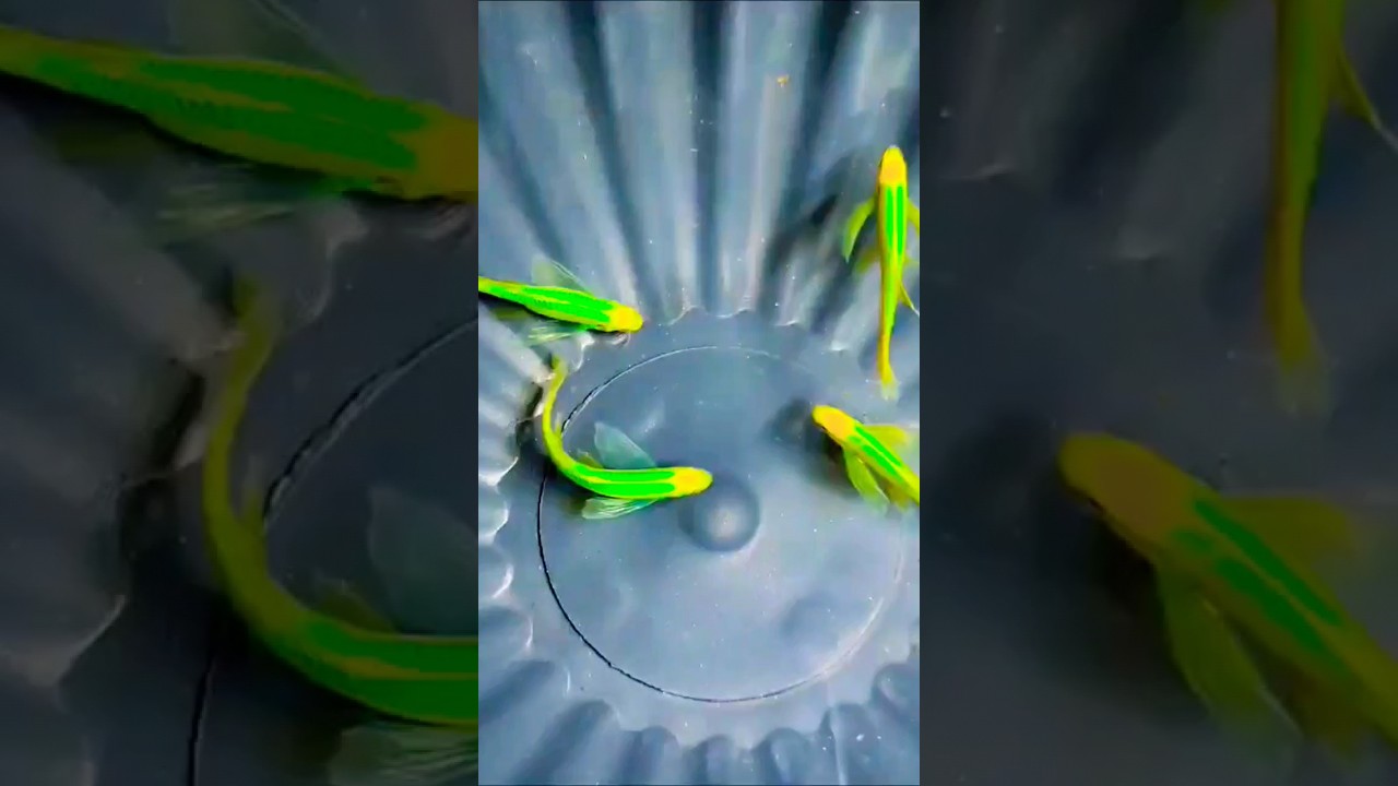 whale tail zebrafish 😍 veil tail zebrafish | tetrafish | colorfish | zebrafish 