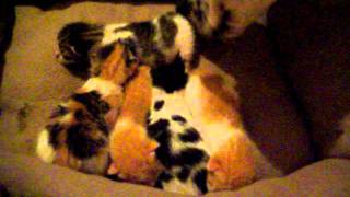 Wikus, Tania & the kittens:)
