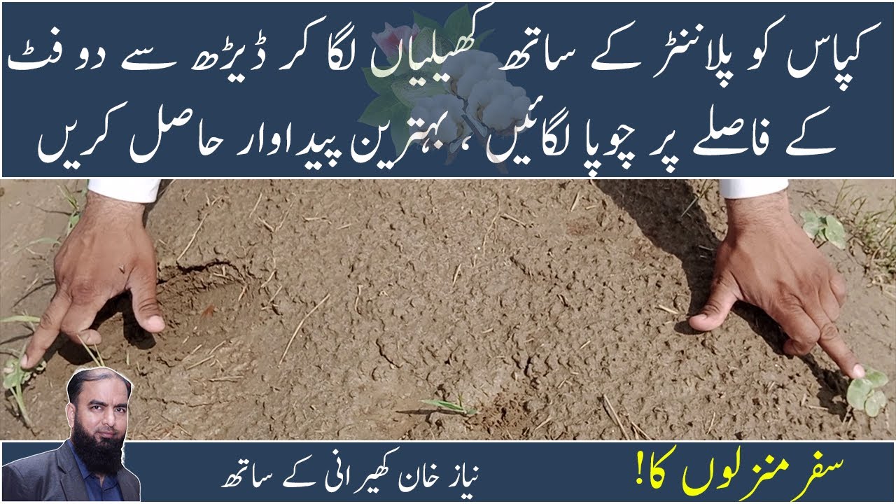 How to get maximum cotton yield by planter technology Cultivation of Cotton Crop Niaz khan kherani