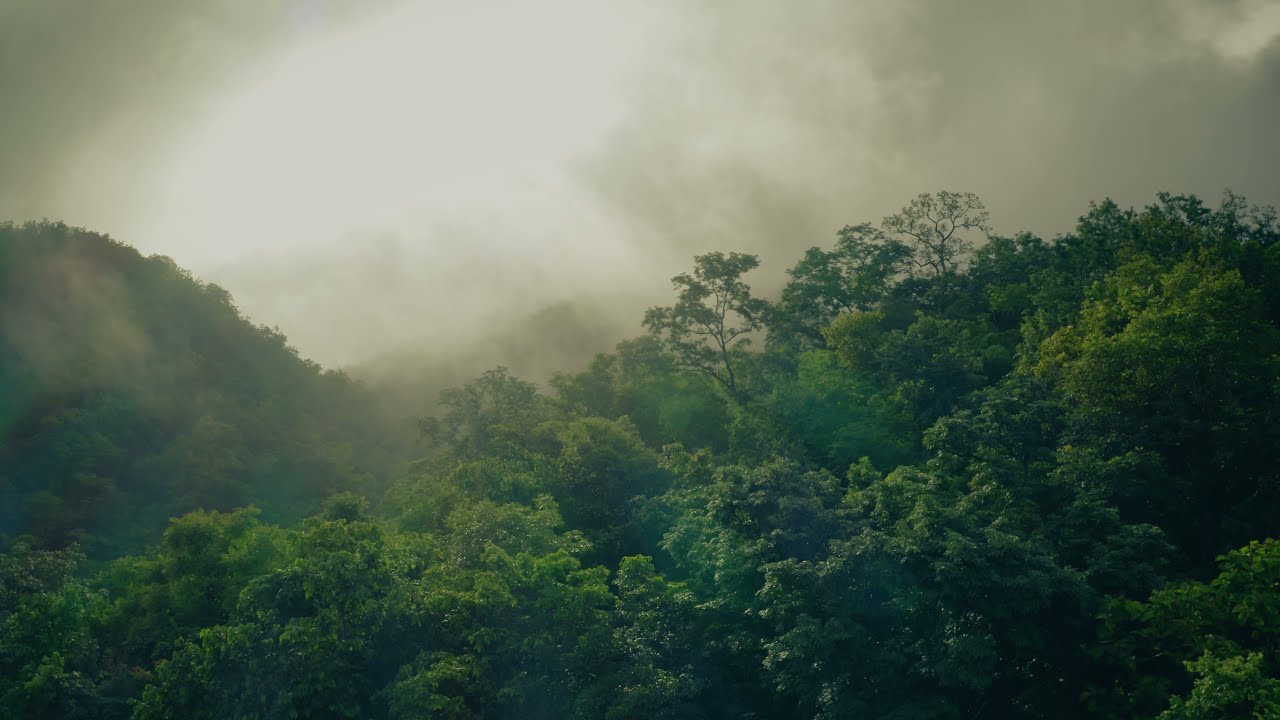 Drone Shot of Misty Jungle Canopy Thailand | Amazing Drone Shots
