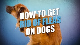 flea natural treatment for dogs