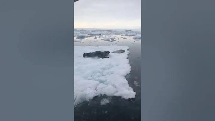 Best hunting seals in tasiilaq Greenland