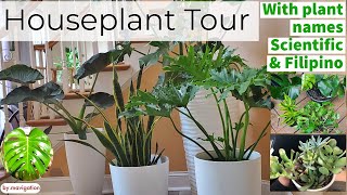 Houseplant Tour With Plant Names (Tagalog and Scientific Names)