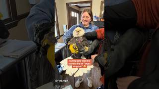 Majestic or mischievous? You decide 🦅#funny #baldeagle #eagles #animals #birds #wildlife #funnypet