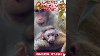 CUTE BABY MONKEY😂🙊 #4k#funny#cute#youtubeshorts#monkey#vlog#best#shortsfeed#monkey#babymonkey#shorts