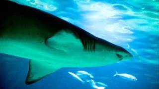Mako Shark - Squalo Mako (Isurus Oxyrinchus)