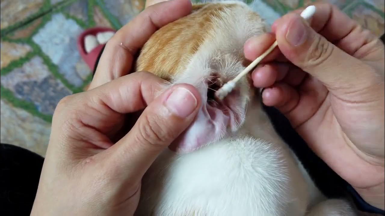 Cat Ear Cleaning Vlog Grooming Meow Family YouTube