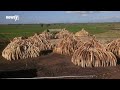 Kenya Says Its Plan To Burn 105 Tons Of Ivory Will Protect Elephants