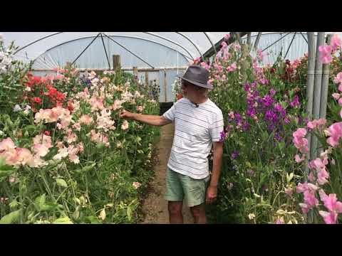 The Difference In Spencer, Old Fashioned And Modern Grandiflora Types Of Sweet Pea