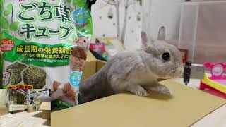 生放送中にうさぎさんと視聴者さんからのプレゼントを開封していきますよ