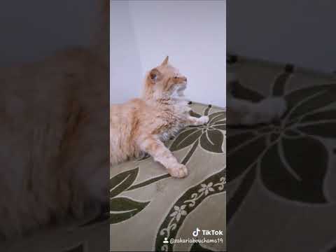 صدمة كبيرة  