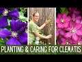 4 new varieties of clematis   3 groups of clematis  planting  caring for clematis