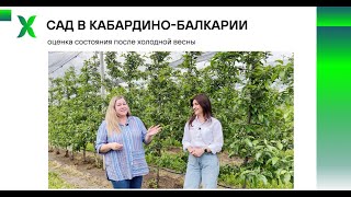 картинка: Сад в Кабардино-Балкарии / Оценка состояния после холодной весны