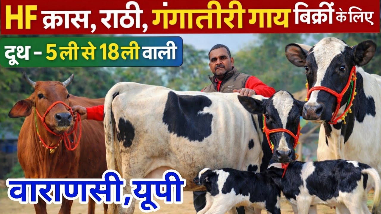 5-18 ली वाली 6 गाय बिक्री के लिए वाराणसी में उपलब्ध है/hf cross cow for sale/dairy farm varanasi up