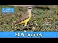 Picabuey, Cattle Tyrant, (Machetornis rixosa), Aves de la Argentina