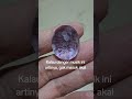 Kecubung amethys 34.5 carat ukuran 24x20x12mm. Harga obral edisi cuci 400.000 deh.085311555545