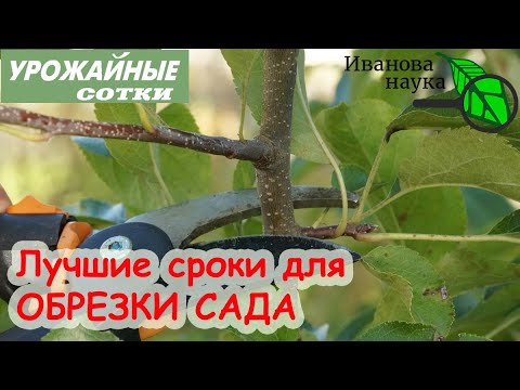 Видео: Лучшее время для обрезки фруктовых деревьев - Как обрезать фруктовое дерево