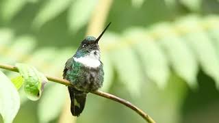 Birdwatching in Ecuador's Cloud Forest | Balcón Tumpiki