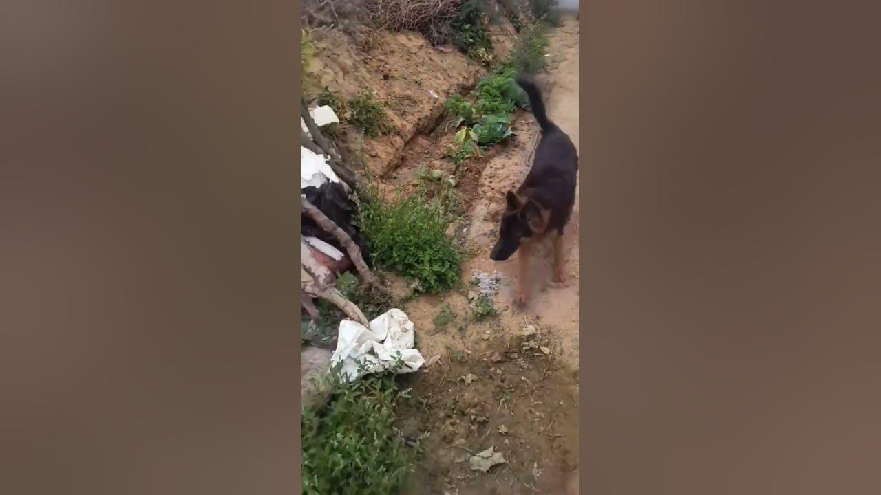 what-did-tuffy-search-shorts-doglover-familydog-youtube