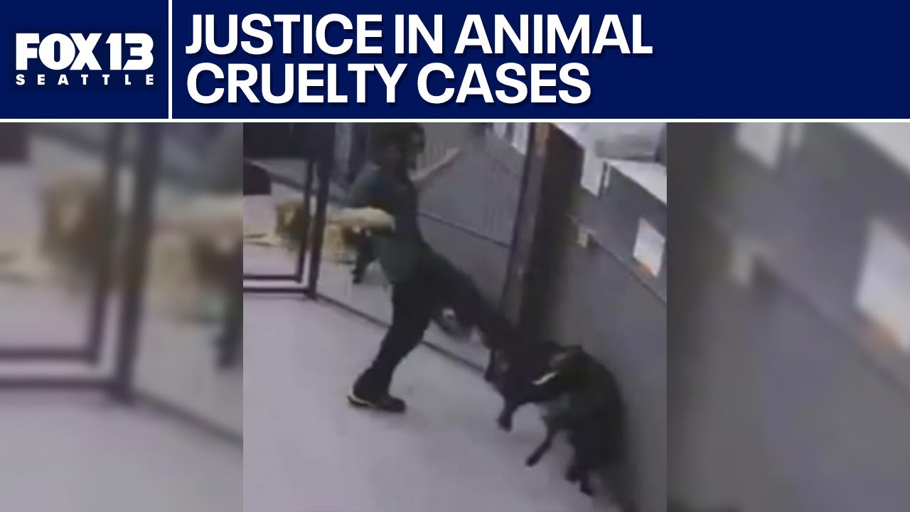 Ensuring justice in animal cruelty cases FOX 13 Seattle YouTube
