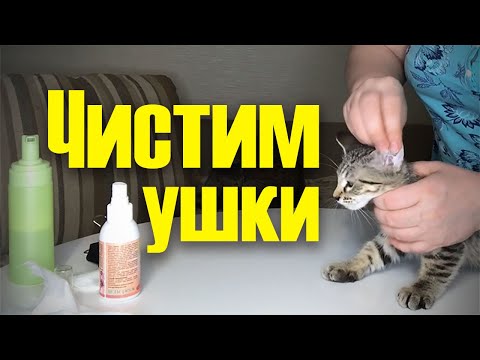 Как почистить уши котенку