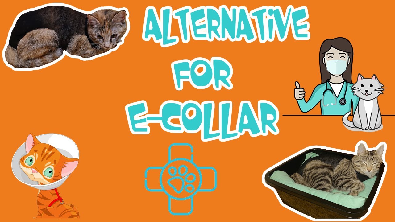 Diy: How To Make Alternative To E-Collar For Cats After Spay Surgery