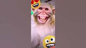 پيكه نين 