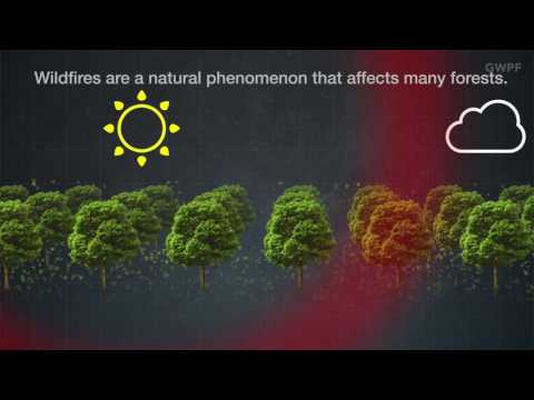 GWPF Climate Briefing: Canadian Wildfires