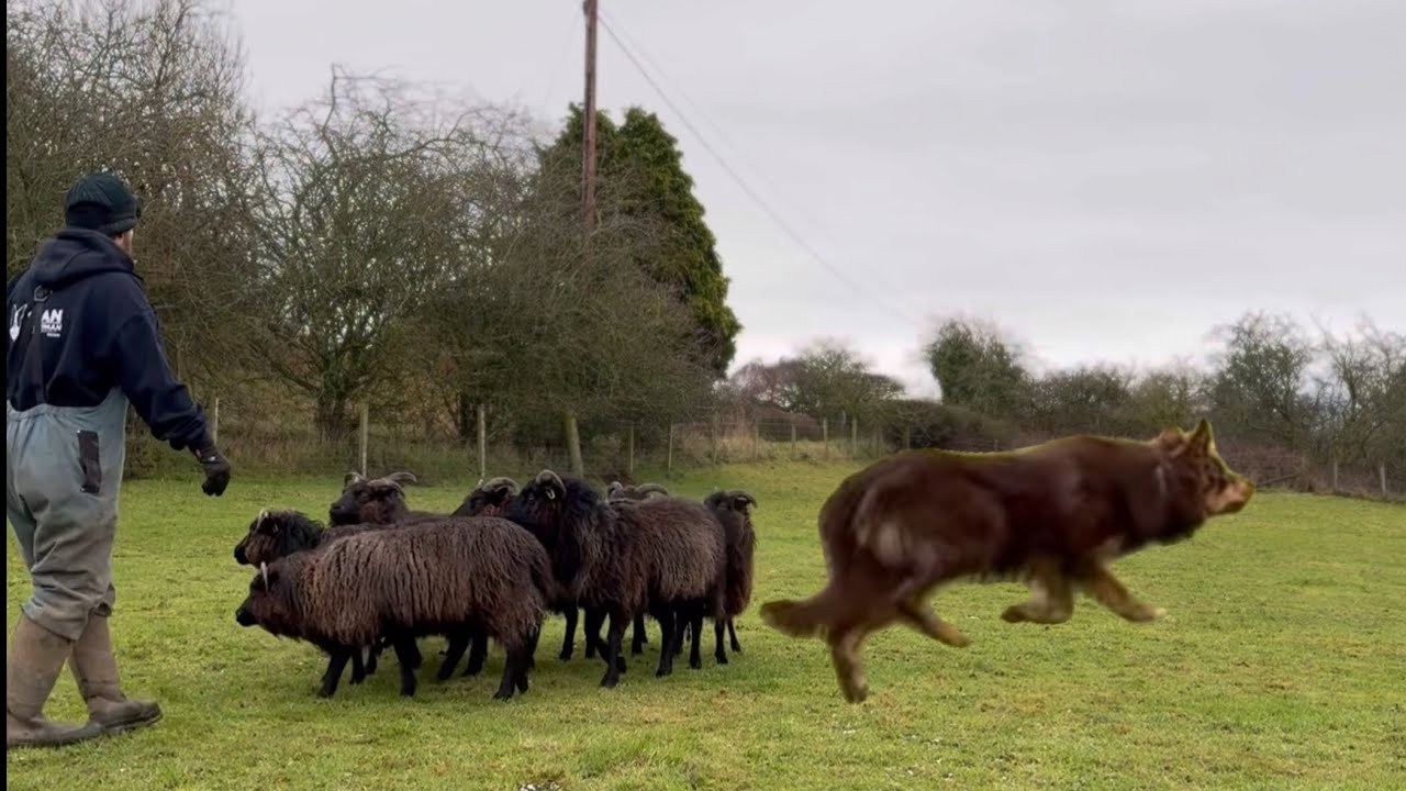 Copper the border collie puppy improves and impresses in the training field 
